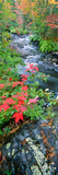 River Flowing Through a Forest, Black River, Upper Peninsula, Michigan, USA Photographic Print by Panoramic Images 
