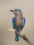 Close-Up of an Indian Roller (Coracias Benghalensis), India Photographie par Panoramic Images 