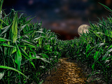 Dark Corn Field Photographic Print by Panoramic Images 