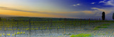 Vines in a Vineyard, Val D'Orcia, Siena Province, Tuscany, Italy Photographic Print by Panoramic Images 
