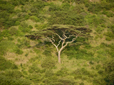 Umbrella Thorn Acacia (Acacia Tortilis) Tree in a Forest, Tanzania Photographic Print