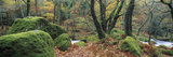 River Flowing Through a Forest, River Plym, Dartmoor, Devon, England Photographic Print by Panoramic Images 