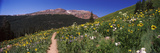 Wildflowers in a Field, West Maroon Pass, Crested Butte, Gunnison County, Colorado, USA Photographic Print by Panoramic Images 
