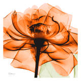 Rose orangée Art par Albert Koetsier