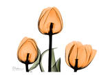 Tulips Orange Prints by Albert Koetsier