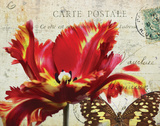 Carte Postale Tulip I Art by Amy Melious