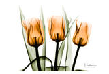 Tulips Orange Posters by Albert Koetsier