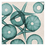 Under The Sea 3 Poster van Albert Koetsier Under The Sea 3 Poster van Albert Koetsier