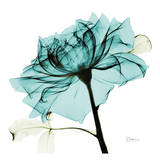Teal Rose 2 Prints by Albert Koetsier
