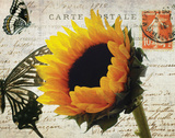 Carte Postale Sunflower Poster by Amy Melious