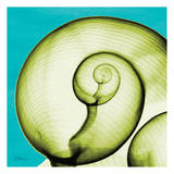 Moon Snail Prints by Albert Koetsier