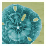 Sand Dollar Posters by Albert Koetsier