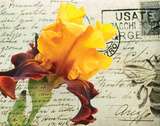 Carte Postale Iris Prints by Amy Melious