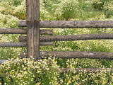 Wild Chamomile Growing around Log Fence Photographic Print by Adam Jones