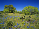 Oak and Mesquite Tree with Bluebonnets, Low Bladderpod, Texas Hill Country, Texas, USA Photographic Print by Adam Jones