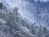 Snow Covered Trees in Forest, Great Smoky Mountains National Park, Tennessee, USA Photographic Print by Adam Jones