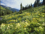 Cow Parsnip and Orange Sneezeweed Growing on Mountain Slope, Mount Sneffels Wilderness, Colorado Photographic Print by Adam Jones