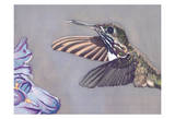 Humming Bird Poster by Robena Rehfuss