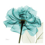 Teal Rose Print by Albert Koetsier