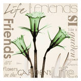 Daffodil Life Prints by Albert Koetsier