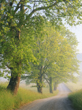 Fog Covered Road Through Landscape, Cades Cove, Great Smoky Mountains National Park, Tennessee, USA Fotografie-Druck von Adam Jones
