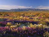 Flowers Growing on Desert Landscape, Sonoran Desert, Anza Borrego Desert State Park, California, US Photographic Print by Adam Jones