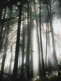 Sunbeams Streaming Through Trees, Mt. Rainier National Park, Washington, USA Photographic Print by Adam Jones