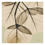 Eucalyptus Prints by Albert Koetsier