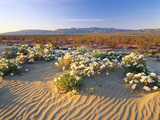 Flowers Growing on Dessert Landscape, Sonoran Desert, Anza Borrego Desert State Park, California Photographic Print by Adam Jones