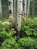 Quaking Aspen and Cow Parsnip, White River National Forest, Colorado, USA Photographie par Adam Jones