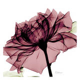 Chianti Rose Prints by Albert Koetsier