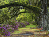 Coast Live Oaks and Azaleas Blossom, Magnolia Plantation, Charleston, South Carolina, USA Photographic Print by Adam Jones