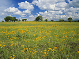 Field of Flowers and Trees with Cloudy Sky, Texas Hill Country, Texas, USA Photographic Print by Adam Jones