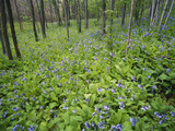 Virginia Bluebells Growing in Forest, Jessamine Creek Gorge, Kentucky, USA Photographic Print by Adam Jones