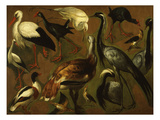 Studies of Birds Giclee Print by François Desportes