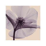 Hellebore Giclee Print by Steven N. Meyers