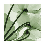Cyclamen Giclee Print by Steven N. Meyers