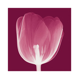 Tulips B (Negative) Reproduction procédé giclée par Steven N. Meyers