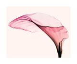 Arum géant Reproduction procédé giclée par Steven N. Meyers