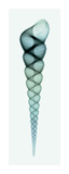 Turritella (Teal) Impressão giclée por Steven N. Meyers