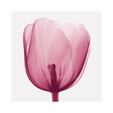 Tulips B (Positive) Giclee Print by Steven N. Meyers