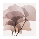 Gingko Leaves II Giclee Print by Steven N. Meyers