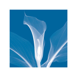 Calla Giclee Print by Steven N. Meyers