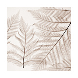 Ferns I Giclee Print by Steven N. Meyers