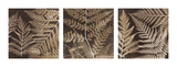 Ferns Mix II Giclee Print by Steven N. Meyers
