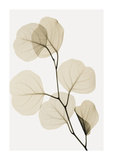 Eucalyptus Leaves Reproduction procédé giclée par Steven N. Meyers
