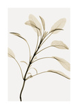 Sage Giclee Print by Steven N. Meyers