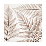 Ferns III Giclee Print by Steven N. Meyers