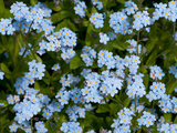 A Cluster of Forget Me Not Flowers, Myosotis Species, in Springtime Photographic Print by Darlyne A. Murawski