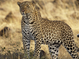 Portrait of a Leopard, Panthera Pardus Photographie par Norbert Rosing